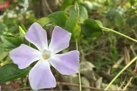 蔓长春花，上帝一定很喜欢几何图片