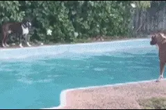 萌宠萌图第106波：短腿柯基出来巡航了图片