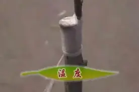 盆栽果树嫁接实用技术图片