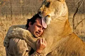 震惊，他竟然敢和狮子一起睡觉图片