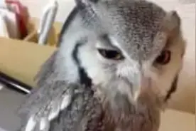 猫头鹰的叫声好奇怪啊，别欺负我们没文化！图片