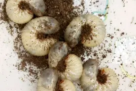 如果你的花盆里有它，请一定清理掉！虽然这家伙是可以吃还高营养图片