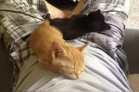 它们是从小在一起的兄弟，没想到长大后竟然...图片