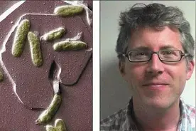 腐生菌能造生物电池，你信吗？图片