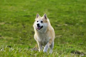 欧洲最优秀的牧羊犬：挪威牧羊犬超敏捷图片