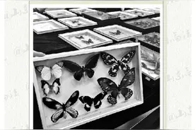 济南海关查获蝴蝶标本最大走私案图片