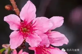 樱花品种大全，常见品种普及和辨别图片