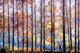 唯美意境：    枫林情话（原创诗歌）图片