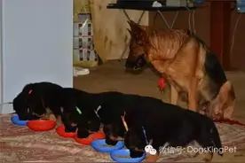 繁殖人的最怕，德牧专业比赛犬舍图片
