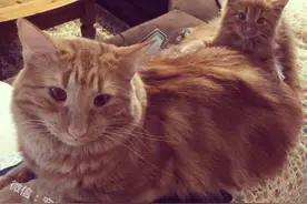 他将小猫带回家时大猫彷佛看到迷你自己，之后它们的感情超神奇！图片