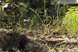 狗狗和残障猫咪之间的友情，他们之间的互动真的太惊奇了图片