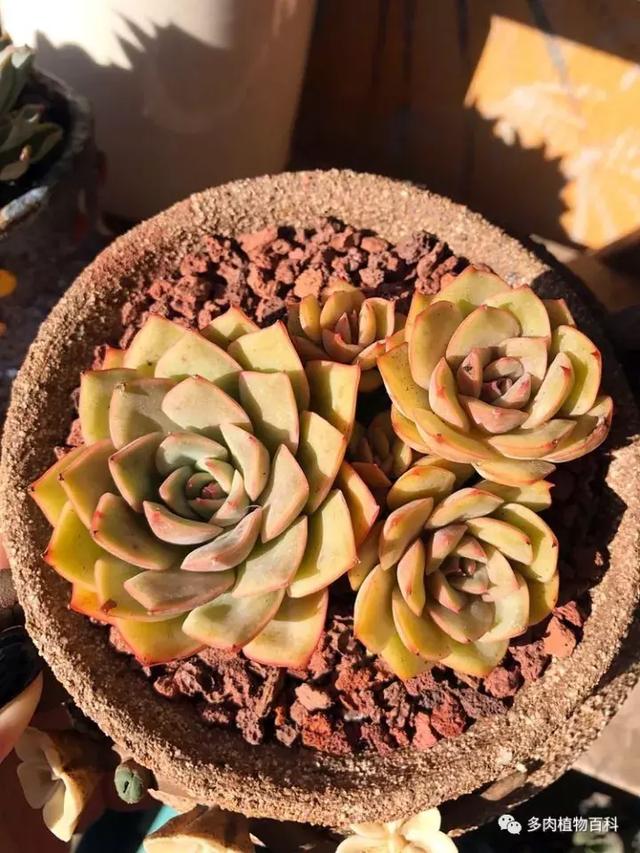 多肉植物 多肉 梅格丽-措必培