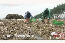 河南农村娘俩捡花生，9岁男孩捋着裤腿干，50岁妈妈都赶不上！视频封面