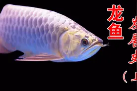很多人只喜欢养龙鱼，你真的了解龙鱼的起源吗？详解龙鱼的发展史视频封面
