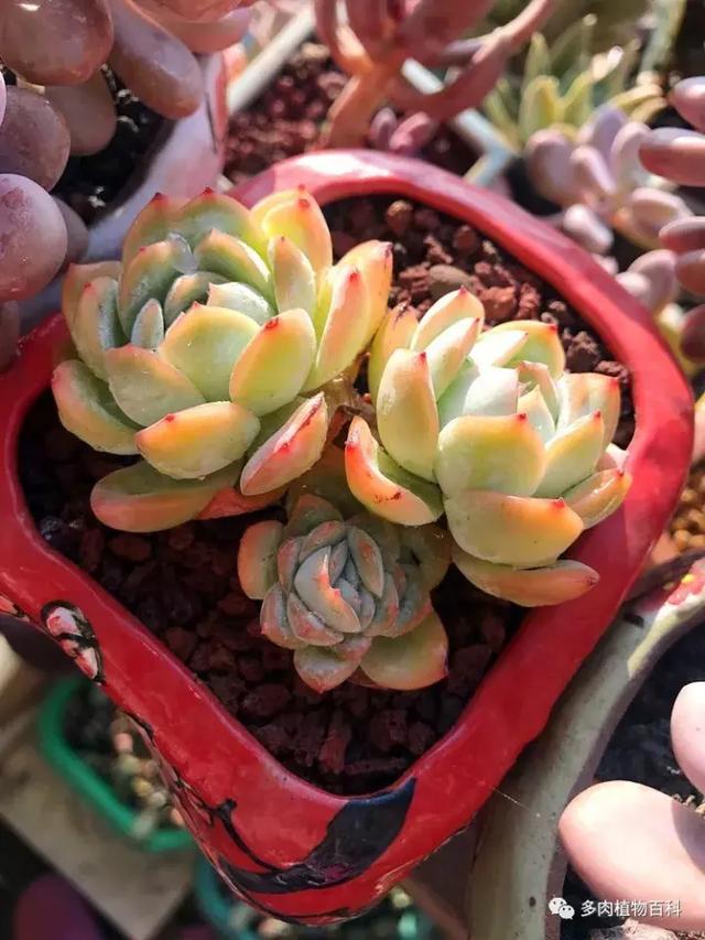 多肉植物 多肉 梅格丽-措必培