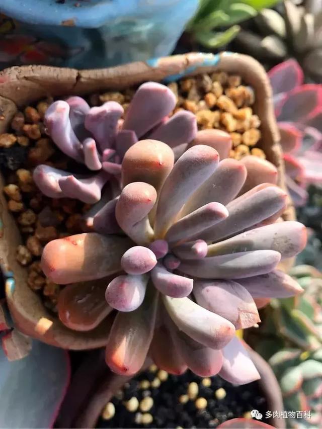 养肉我是认真的,秋季的多肉让我更有信心前进!