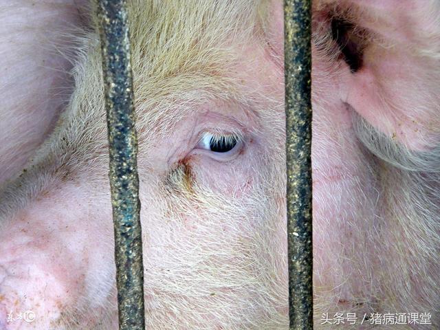 猪弓形虫病的科学治疗和预防!