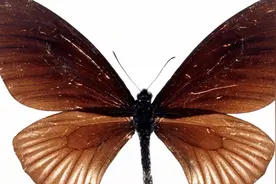 昆虫视频：美丽的小小蝴蝶，却有着不为人知的大力量