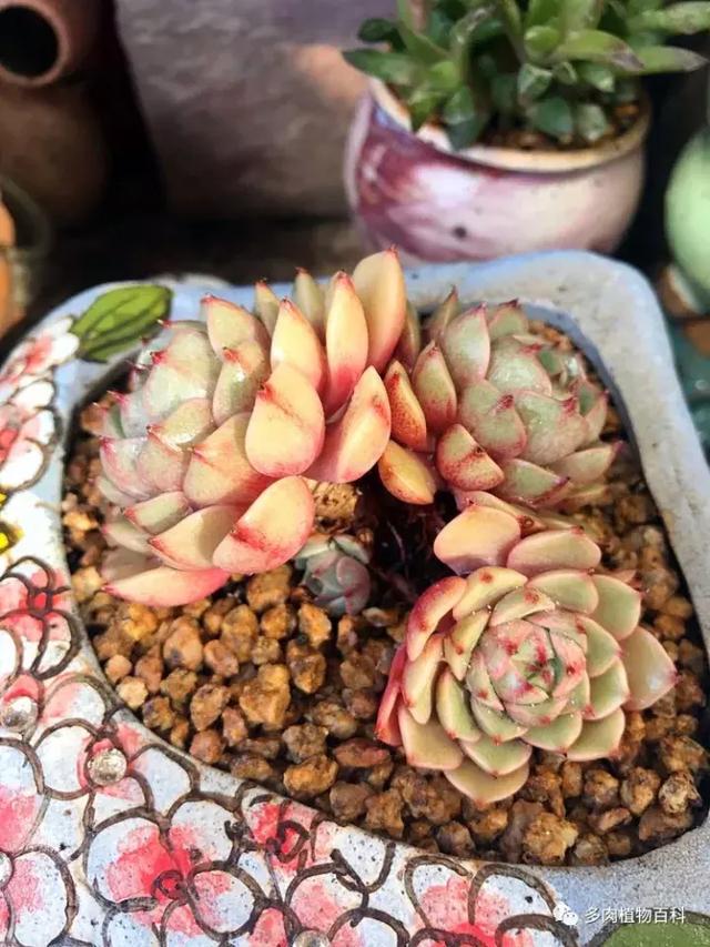 多肉植物 多肉 梅格丽-措必培