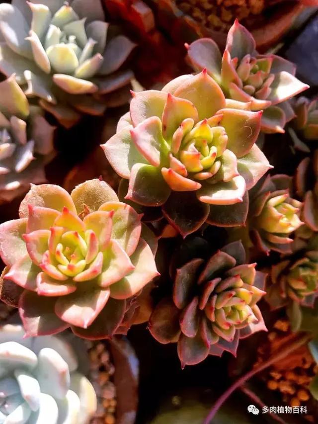 养肉我是认真的,秋季的多肉让我更有信心前进!