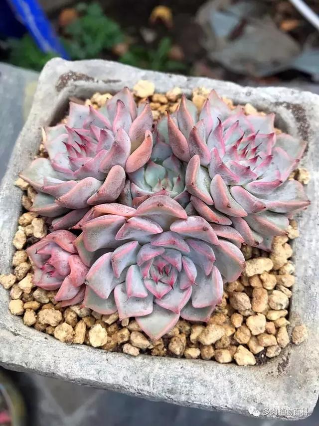 养肉我是认真的,秋季的多肉让我更有信心前进!