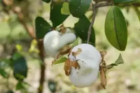 最全的萍乡山货，敢说你都认得？图片