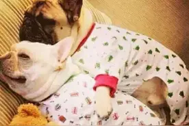 当狗狗遇上睡衣，每只狗狗都变成了小公举，萌萌哒！图片