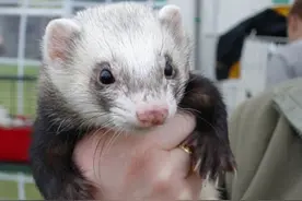 没缘分！纽约禁养的11种动物（组图）图片