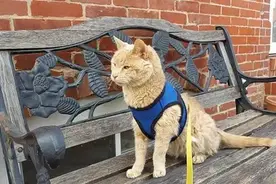 20岁身患绝症的老猫被遗弃在收容所外，但它遇到了好心人图片