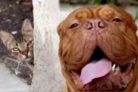 猫狗大战的新境界，就是要乱入破坏对方的照片图片