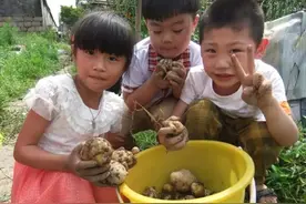 你看外刨洋芋把娃挣的！图片