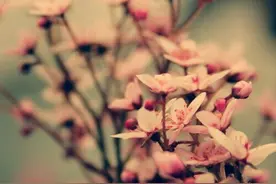 你是火花，一瞬间让我恋恋不忘图片