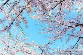 赣县樱花节约起？万象城开通免费赏樱巴士图片