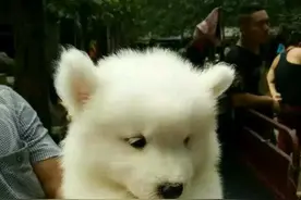 花好多钱买了只雪貂，有没有比萨摩更可爱！图片