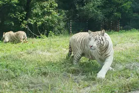 秦岭山涧拥抱猴子图片