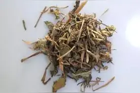 民间驱绦虫病的良药——鹤草芽图片