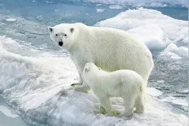 乌克兰美女养北极熊，在日本当街遛狗，日本市民竟都不怕图片