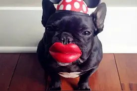 ​法国斗牛犬化妆舞会开始啦！瓜子板凳矿泉水准备好抢前排！图片