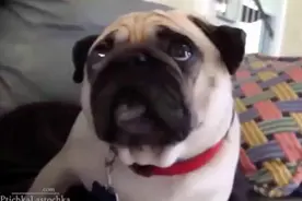 顽皮狗狗搞破坏,主人拿着罪证质问它,那小眼神儿,太爆笑了!图片