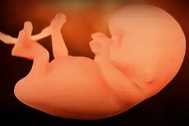 怀孕第10周﹕阶段知识图片