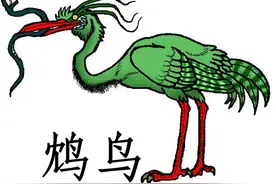 蛇雕——以毒蛇为食的空中霸主图片
