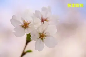 樱花为何会成为日本象征？图片