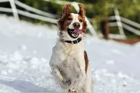 撒欢时，狗狗就是一只风中奔跑的驴子！图片