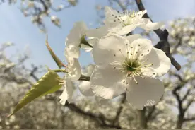 3月30商丘宁陵梨花节开幕，万亩梨花绽放实拍美图图片