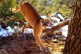 野外突遇这只凶猛美洲狮时吓了一跳，看了它右边爪子后他却没逃跑图片