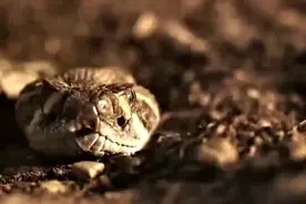 惨烈之争，黑白王蛇活吞响尾蛇图片