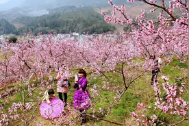 桂东千亩桃花盛开美如画图片