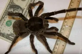 它的体型超过同类数十倍，常常捕鸟吃蛇，也被天敌当做僵尸图片