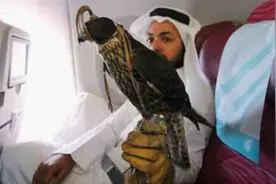 看看中东土豪们的奢靡生活，拿狮子当宠物，有人天天住五星级酒店图片