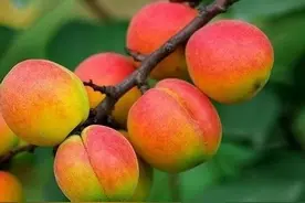 孕妇千万不能吃这8种水果图片